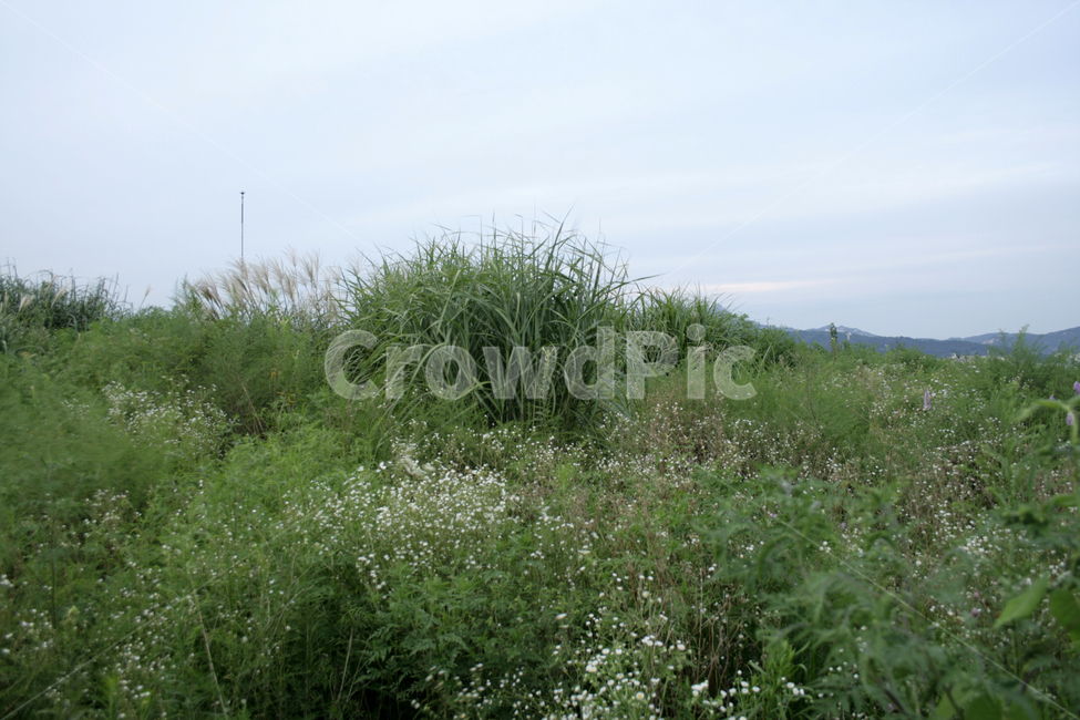 풀,잡초,초록,공원,자연,식물,plants,nature,자연,풍경,nature,landscape,grass,잔디,plant,land,땅,outdoors,옥외