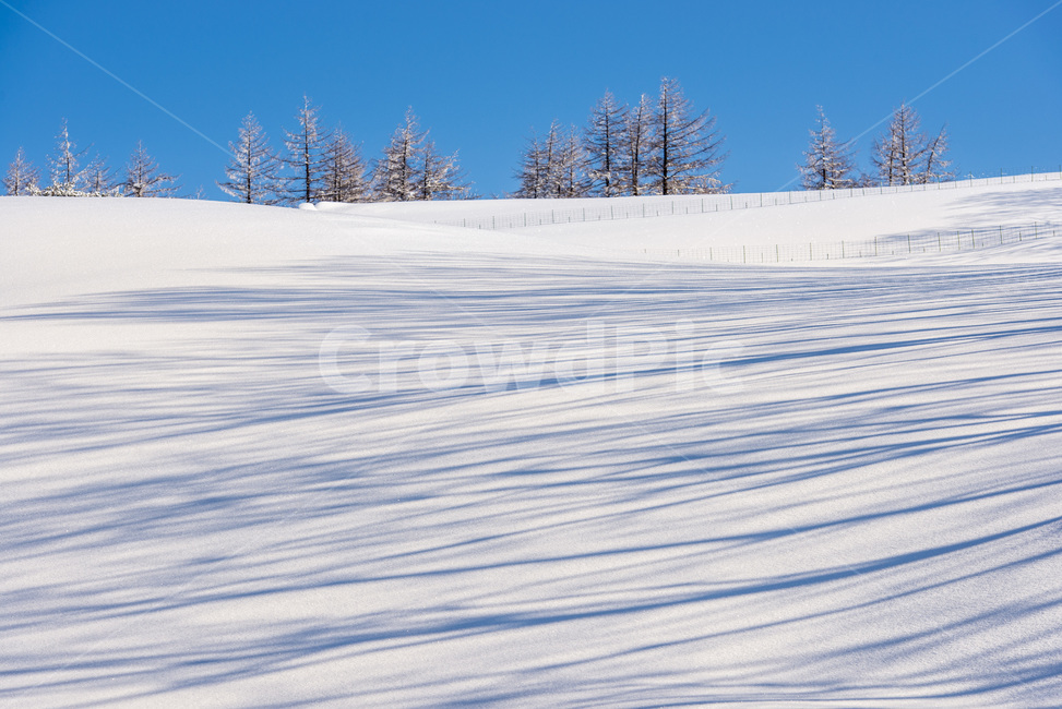 눈,나무,겨울풍경,자연,하늘,겨울,설경,맑음,설원,그림자,winter,sky,snow,겨울,계절,winter,season,자연,풍경,nature,landscape