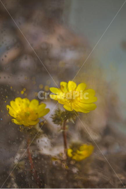 spring flowers,Bokseokcho,new spring,bokeh,yellow flower