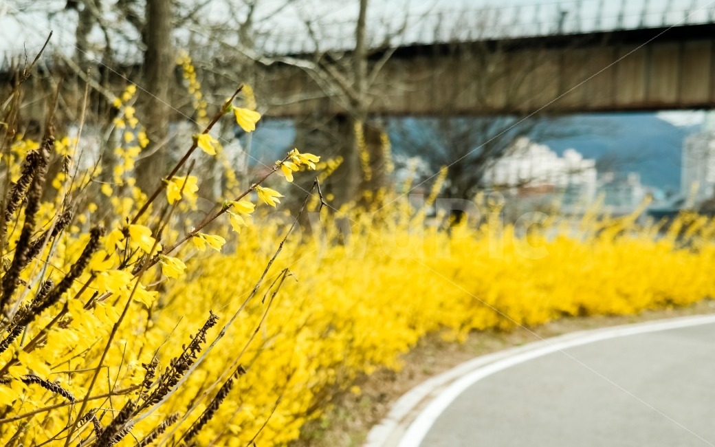 개나리,꽃,풍경,자연,노란색,한강,배경,background,yellow,flower,spring,봄,식물,봄,계절,spring,season,식물,자연,plants,nature,꽃,flower