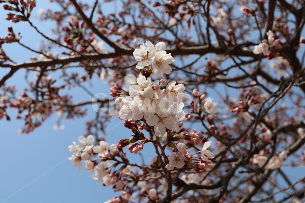 벚꽃,봄,경화역,진해군항제,로망스다리,봄나들이,꿀벌,꽃과벌,꽃,꽃봉오리,만개,식물,자연,plants,nature,꽃,flower