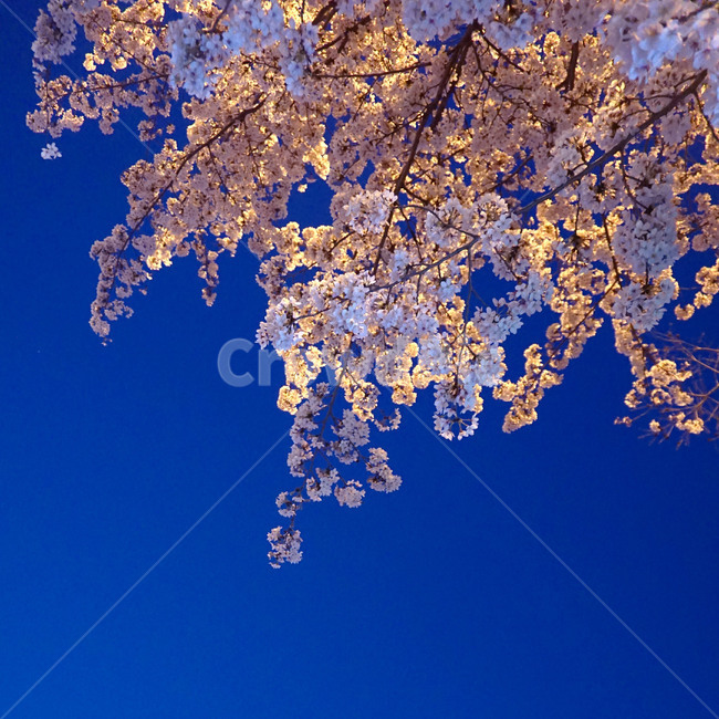 봄,벚꽃,밤벚꽃,해질녘,꽃놀이,일상,spring,night,cherryblossoms,picnic,정방형,감성사진,봄,계절,spring,season,야경,밤,풍경,nightscape,night,landscape,식물,자연,plants,nature,꽃,flower,plant