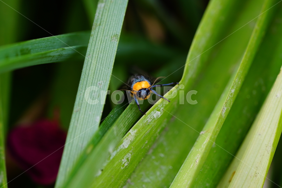 목도리불나방,곤충,벌레,자연,풀,paraonastaudingeri,insect,bug,nature,나방,곤충,벌레,insect,bug