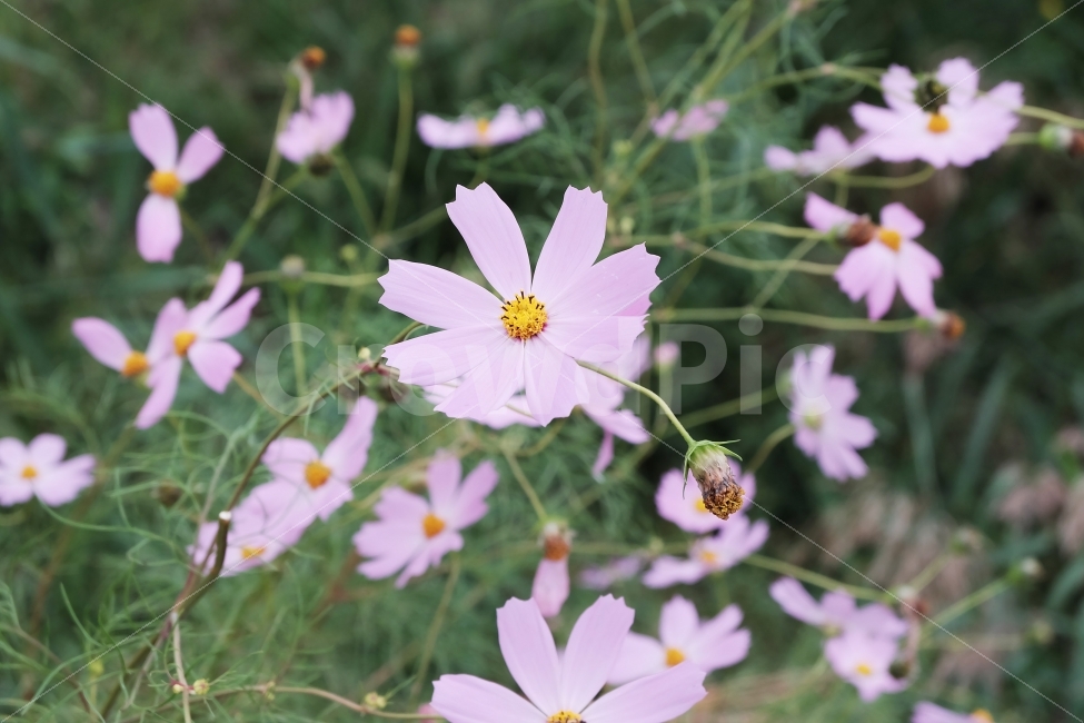 코스모스,꽃,가을,가을꽃,선선,들풀,가을,계절,fall,autumn,season,식물,자연,plants,nature,꽃,flower,plant