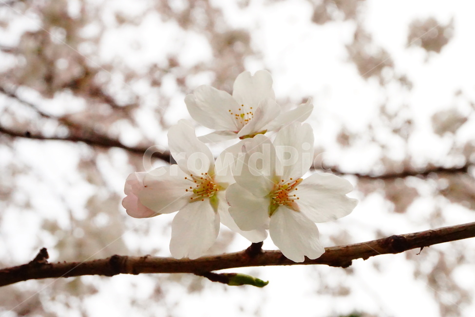 벚꽃,봄,나무,자연,꽃잎,봄,계절,spring,season,plant,식물,blossom,꽃,flower