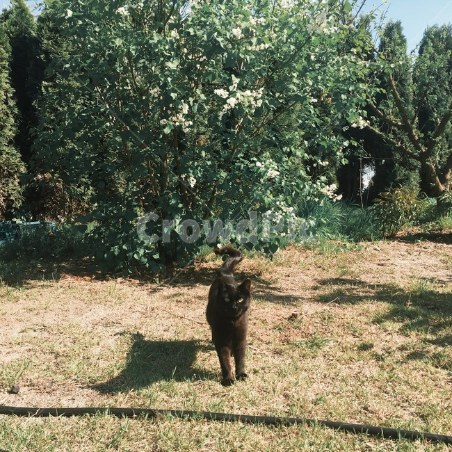 고양이,봄,맑은날,힐링,라이프,마당,꽃,나무,동물,animal,포유류,mammal,고양이,cat,kitten,kitty