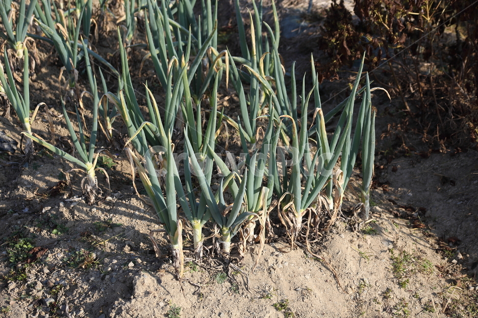 파,채소,초본식물,springonion,alliumfistulosum,식물,자연,plants,nature