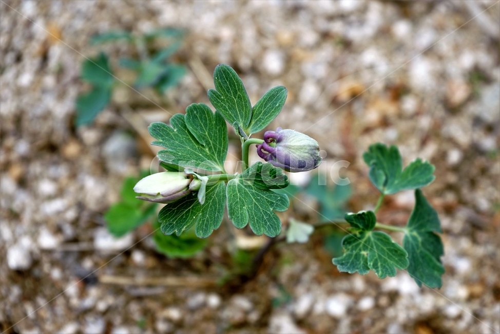 매발톱꽃,꽃,columbine,buds,leaves,beforeflowering,미나리아제비과,식물,자연,plants,nature,꽃,flower