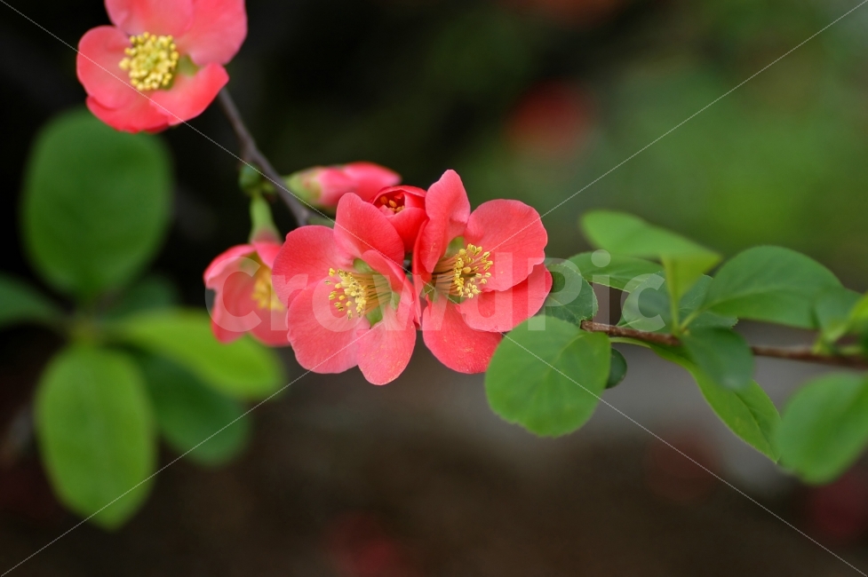 산당화,명자나무,봄꽃,봄,플라워,야생화,식물,자연,꽃잎,분홍색,가지,나뭇가지,식물,자연,plants,nature,꽃,flower