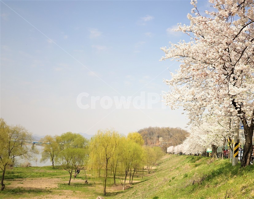 sky,cherryblossoms,spring,하늘,벚꽃,봄,계절,spring,season