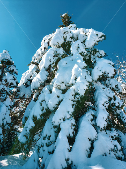 눈,snow,snowcovered,plant,식물,tree,나무,nature,자연,blue,white,azuresky,sky,bluesky,흰색,파란색,하늘색,하늘,겨울,겨울산,winter,겨울,계절,winter,season