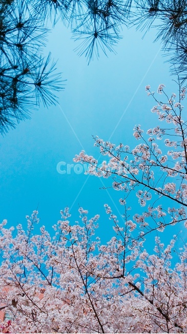벚꽃,소나무,하늘,봄,나무,봄,계절,spring,season,자연,풍경,nature,landscape,plant,식물