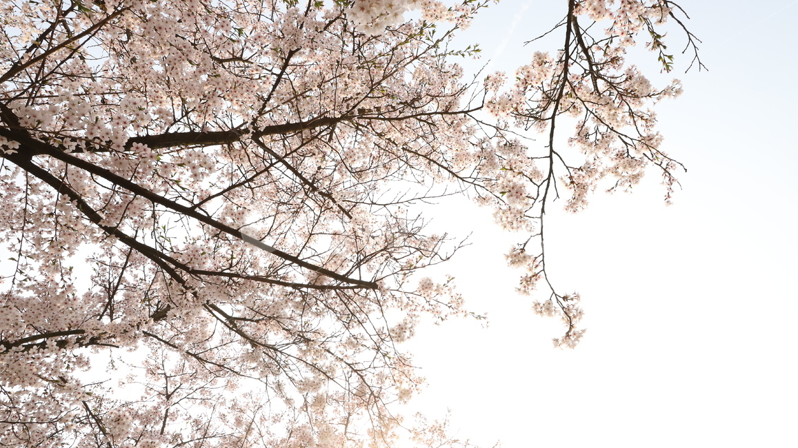 식물,꽃,벚꽃,flower,배경,풍경
