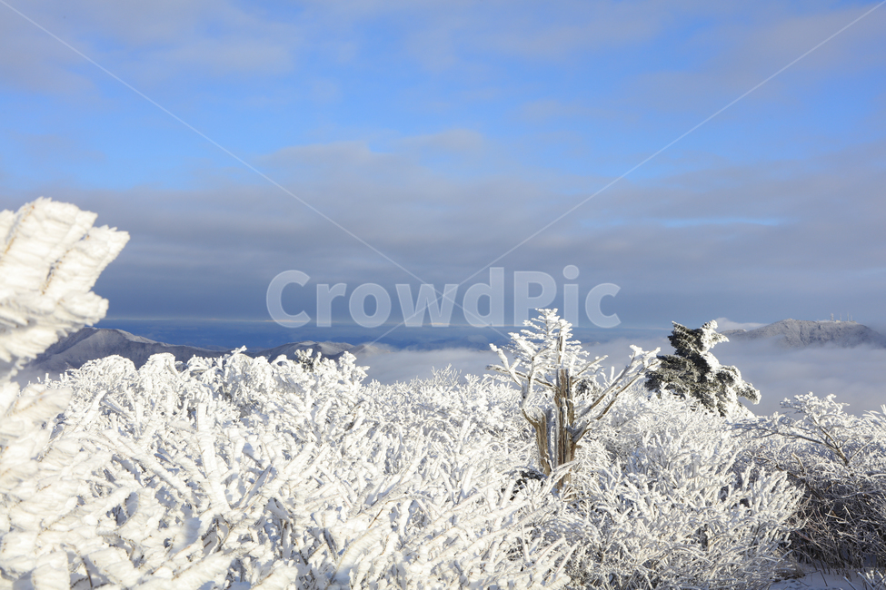 pine tree,snow scene,shrubs,snow flower,winter,ice,scenery,ancient times,national park,mountain,season,nature,tree,yew,morning,outdoors,snow,Taebaeksan Mountain,dawn