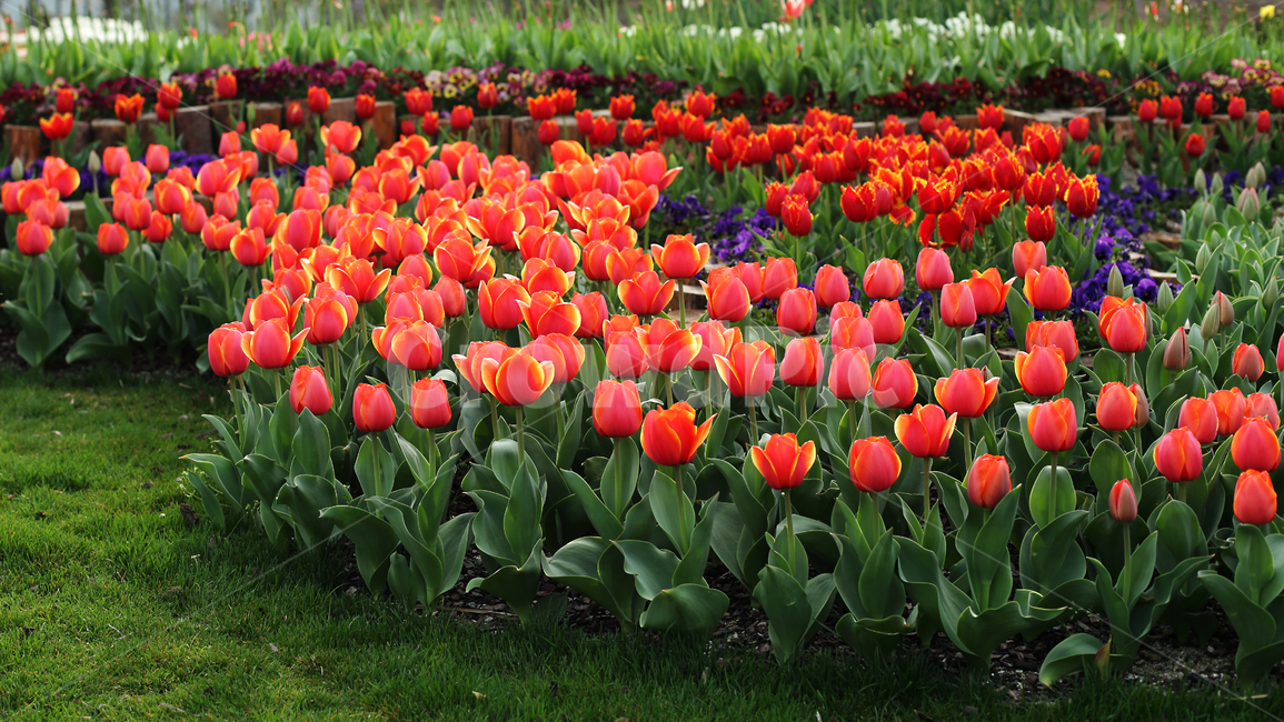 plant,튤립,꽃,식물,봄,주황,식물,자연,plants,nature,꽃,flower