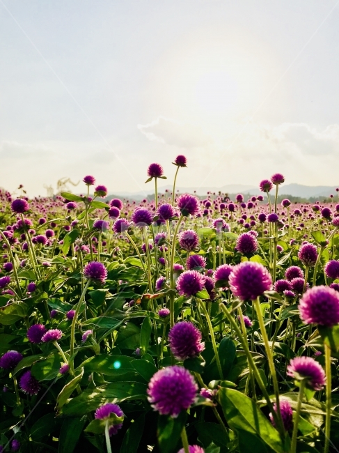 오후,빛,햇빛,꽃,양주,식물,자연,plants,nature,꽃,flower