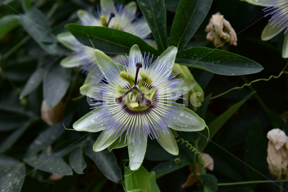 시계꽃,야생화,꽃,자연,여름,식물,자연,plants,nature,꽃,flower