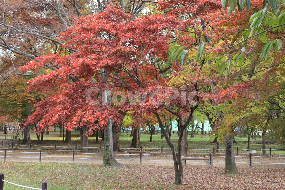 tree,나무,plant,식물,단풍,힐링,여행,쓸쓸함,낙엽,산책,소풍,가을,울긋불긋,가을,계절,fall,autumn,season,maple