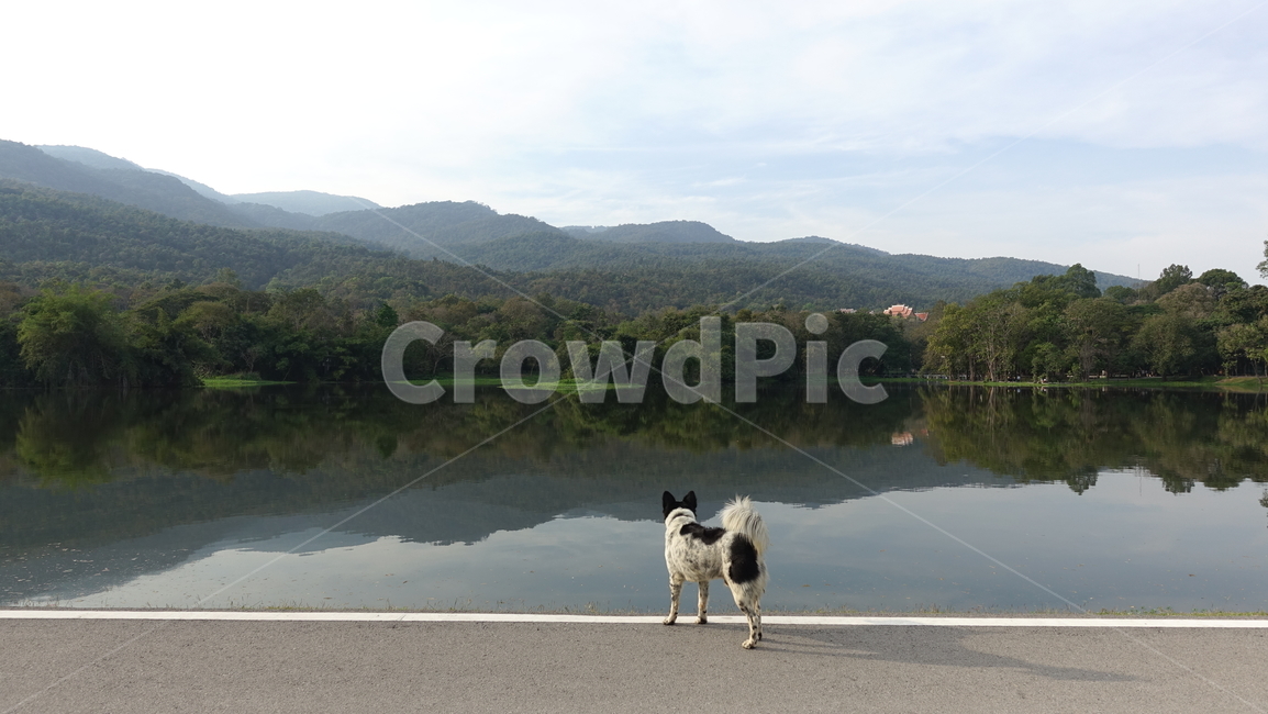water,물,nature,자연,outdoors,옥외,호수,강아지,개,dog,puppy,얼룩개,수평선,애완견,머멍이,pet,산책