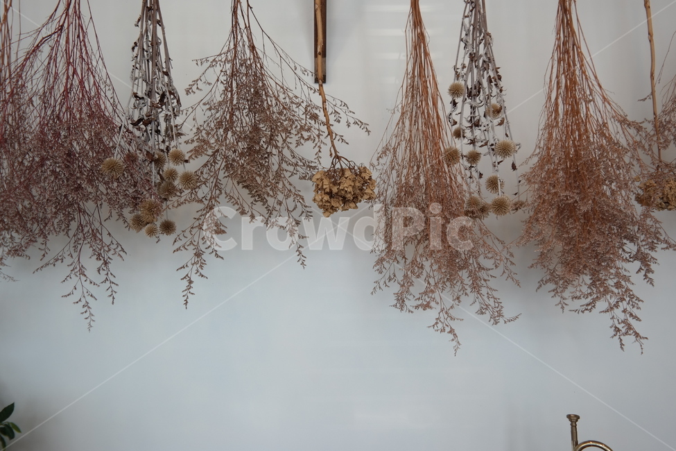 꽃,말린꽃,드라이플라워,dryflower,식물