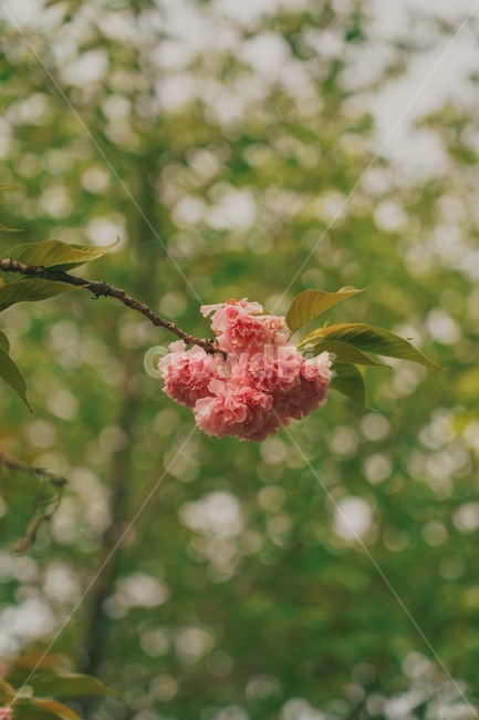 겹벚꽃,봄,꽃,flower,blossom,식물,plant,spring,풍경사진,봄,계절,spring,season,식물,자연,plants,nature,꽃,flower