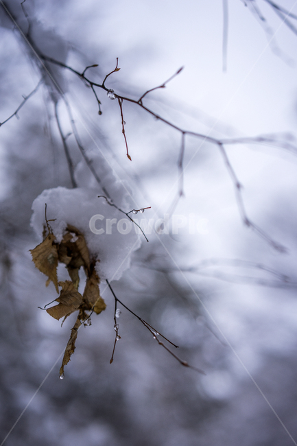 첫눈,겨울,눈,겨울수목원,눈꽃,계절,winter,snow,겨울,계절,winter,season,식물,자연,plants,nature