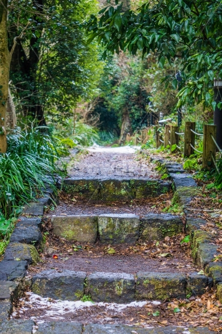 계단,감성사진,초록,나무,돌계단,자연,눈,제주도,제주,자연,풍경,nature,landscape,path,통로,ground,바닥