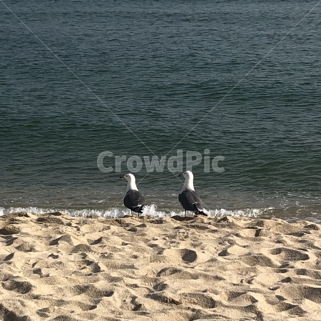 갈매기,바닷가,새,두마리,바다,동물,animal,조류,새,birds