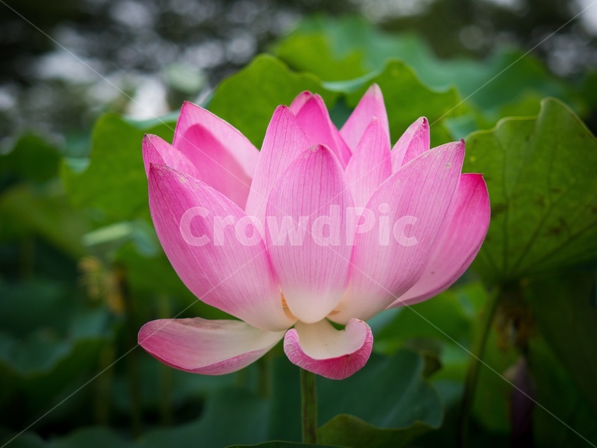 연꽃,lotus,꽃,자연,flower