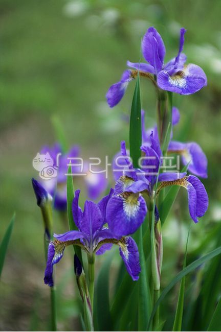 청포,꽃,푸른꽃,식물,아이리스,iris