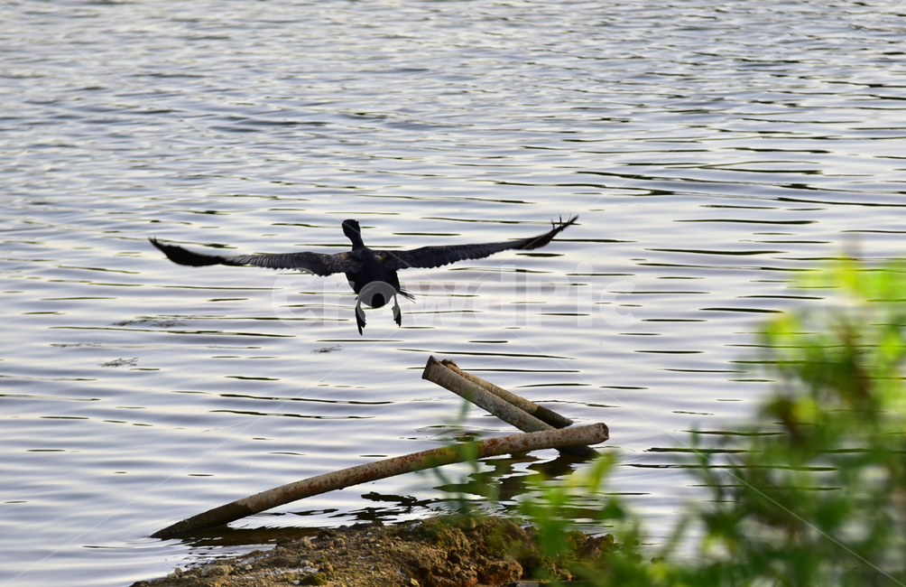 저수지,날개,가마우지,민물가마우지,날개짓,새,조류,검정새,검정색,wings,bird,동물,animal,조류,새,birds