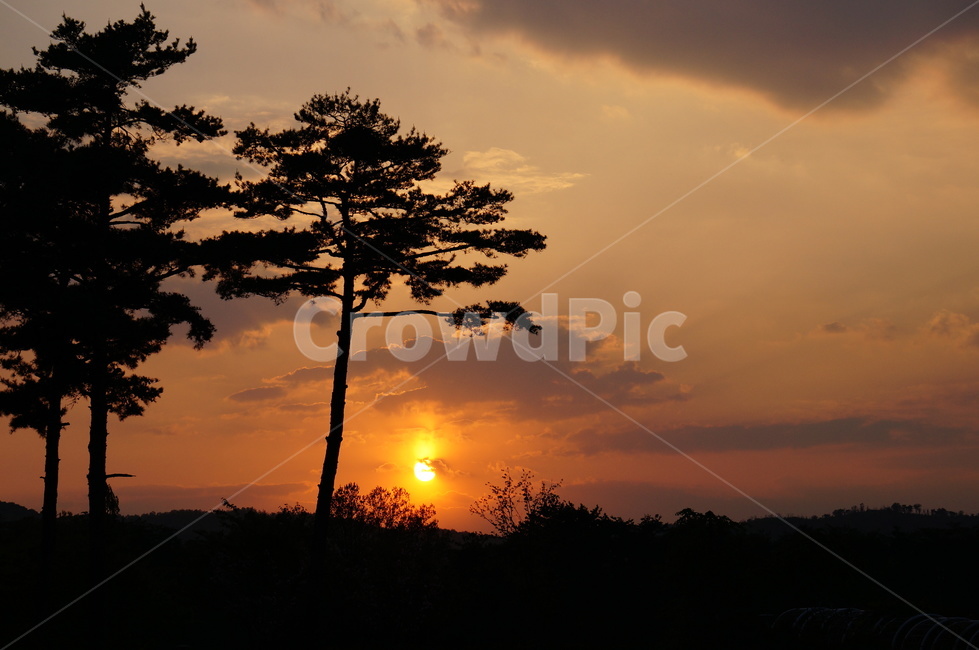 야경,일몰,해질녘,노을,소나무,sunset,日没,nature,자연,붉은하늘,자연,풍경,nature,landscape