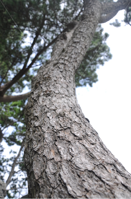 소나무,껍질,근접,마디,껍데기,식물,자연,plants,nature,나무,trees,wood