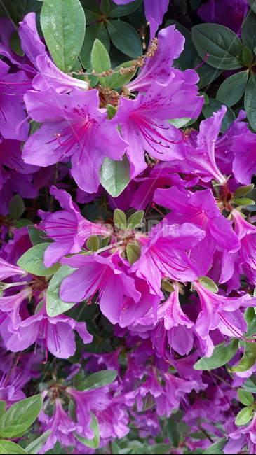 꽃,flower,식물,blossom,제라늄