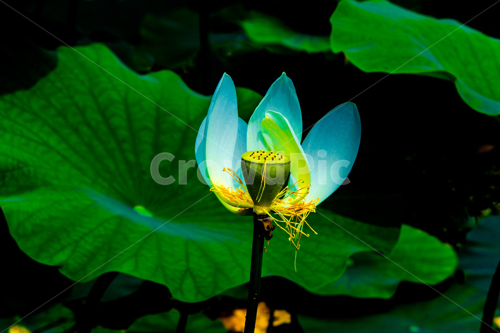 문양,연꽃,연잎,무늬,습지,식물,자연,plants,nature,꽃,flower