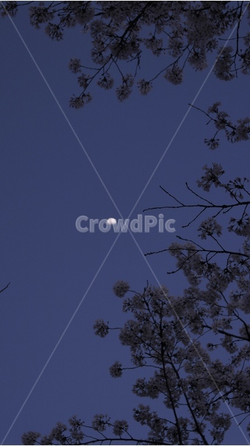 nature,자연,달,벚꽃,밤,밤풍경,해질녘