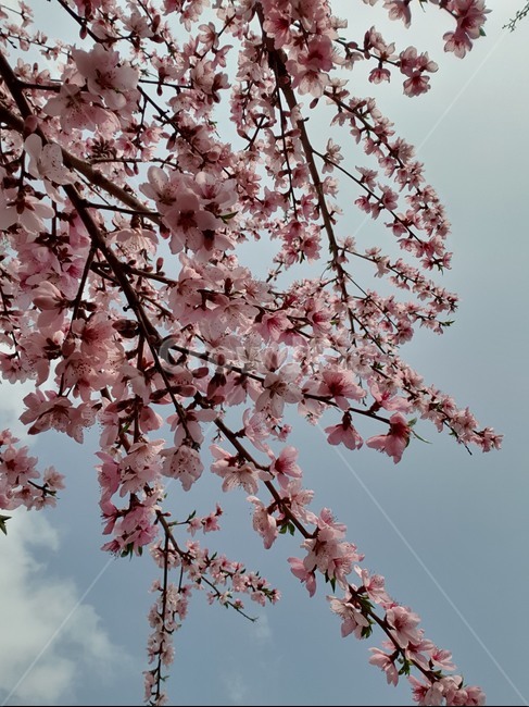 꽃,하늘,flower,sky,분홍꽃