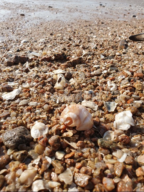바다,해수욕장,모래,소라,서해,해변,바다,beach,sea