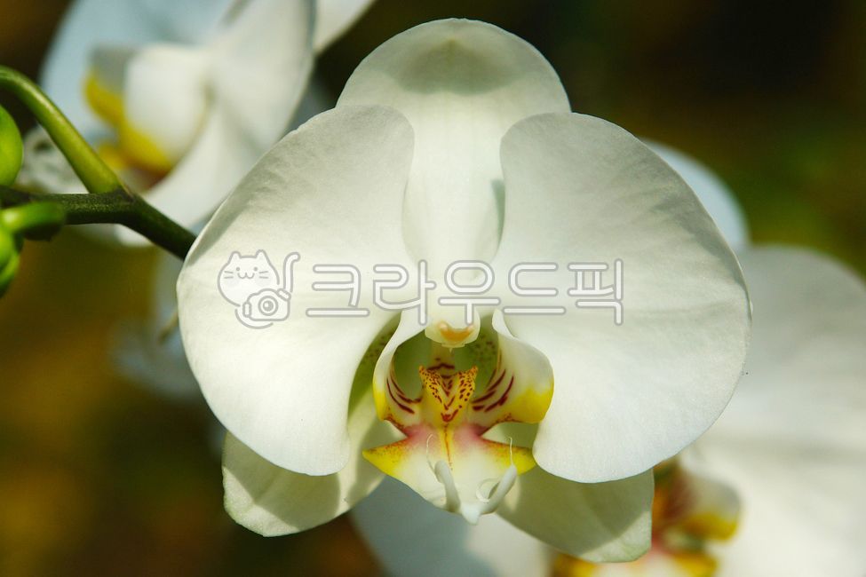 꽃잎,petal,호접란,팔레놉시스,phaelenopsis,flower,꽃,orchid,난초,식물,plants