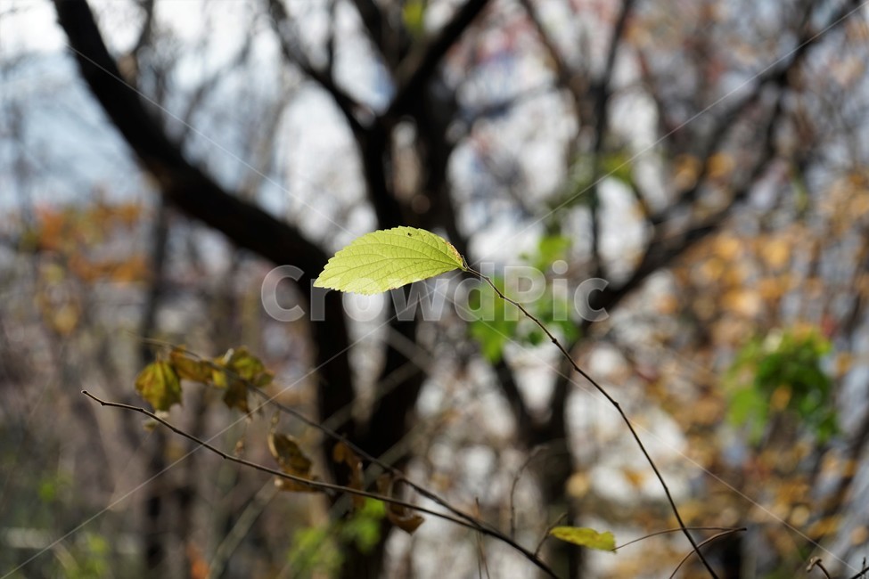 자연,나무,숲,초겨울,낙엽,산행,힐링,잎,푸른잎,식물,자연,plants,nature