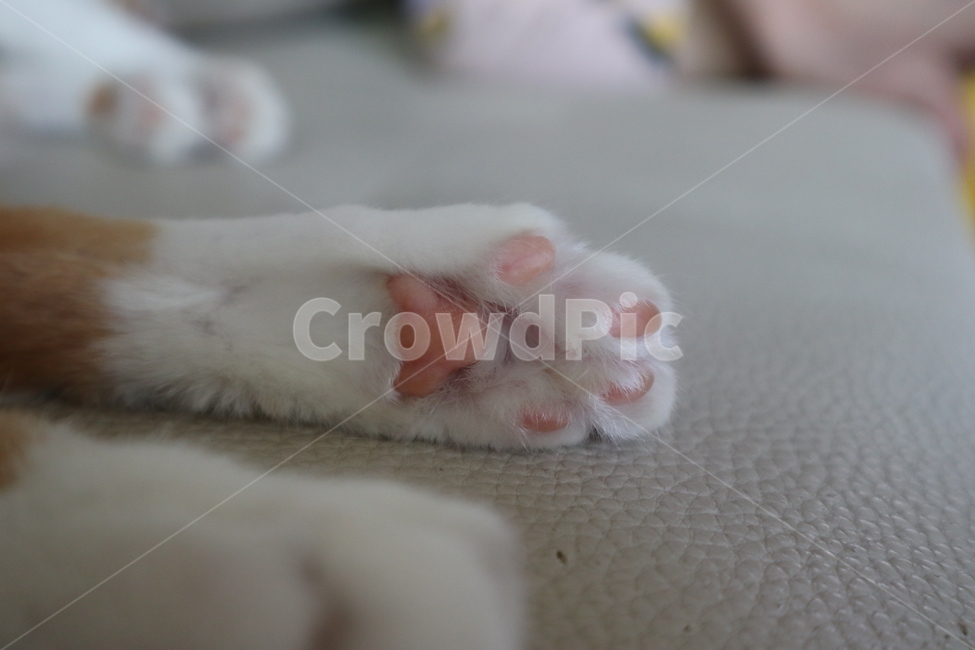 고양이발바닥,고양이,고양이발,고양이젤리,발바닥