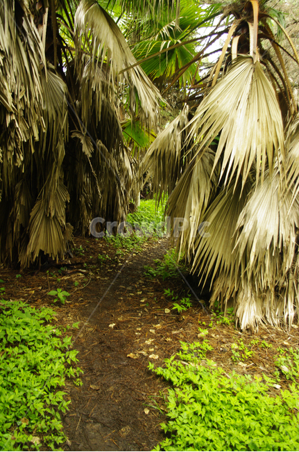 숲,나무,길,야자수,식물,자연,풍경,nature,landscape,tree,plant