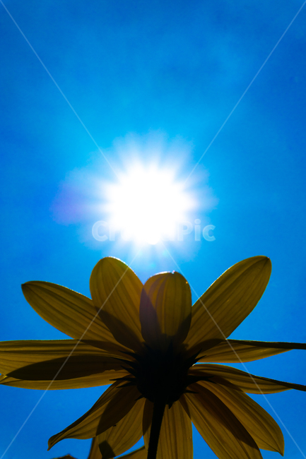 꽃,하늘,구름,자연,태양,cloudssky,clouds,rgbconcept,rgbcmyk,rgbcolors,rgb,srgb,design,landscape,nature,color,light,sun,sky,flower,파랑,blue,식물,자연,plants,nature,꽃,flower