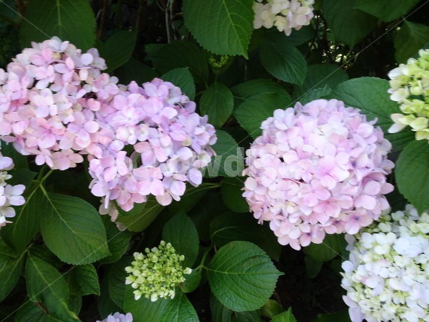 수국,분홍수국,노란수국,보라수국,제주도수국,수국색깔,식물,자연,plants,nature,꽃,flower