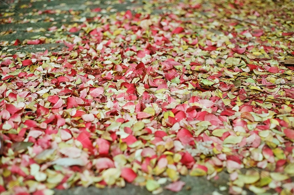 flower,꽃,petal,blossom,꽃잎,plant,식물,낙엽,가을,계절,fall,autumn,season