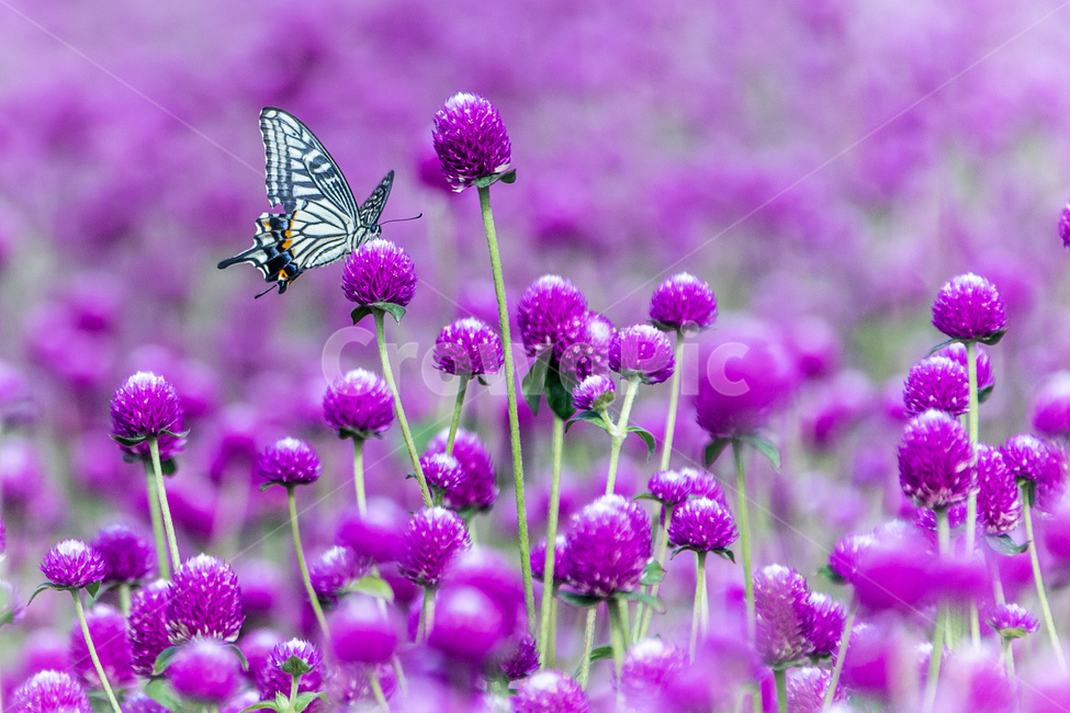 식물,자연,꽃,천일홍,나비,호랑나비,식물,자연,plants,nature,꽃,flower,동물,animal,곤충,벌레,insect,bug