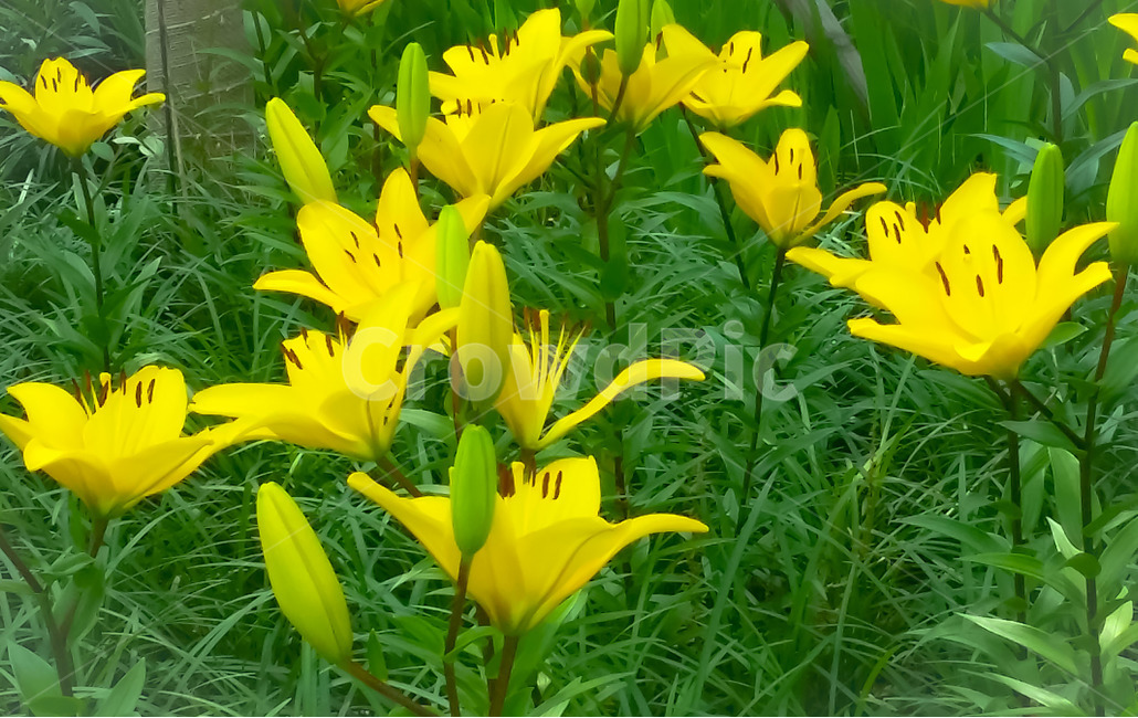 꽃,식물,노랑꽃,봄,접사,봄,계절,spring,season,식물,자연,plants,nature,꽃,flower,plant,blossom