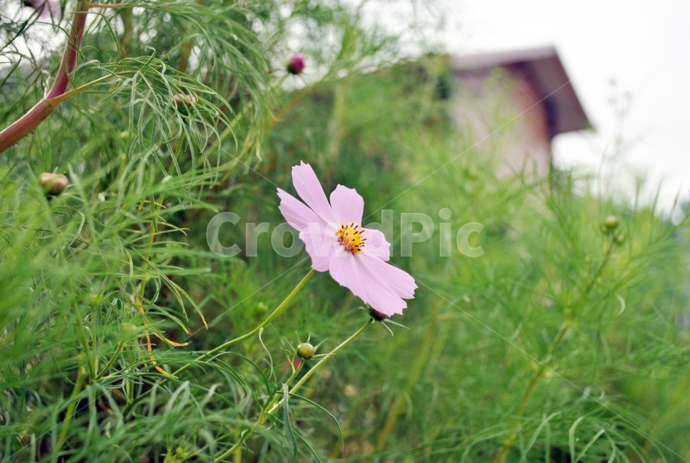 코스모스,꽃,가을,계절,봉오리,cosmos,flower,fall,season,bud,가을,계절,fall,autumn,season,식물,자연,plants,nature,꽃,flower,plant