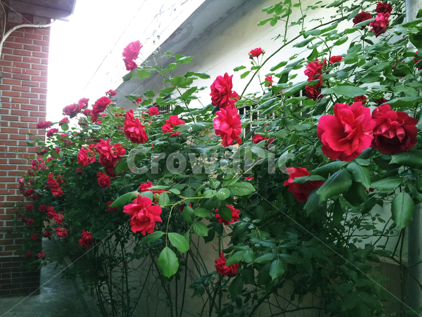 장미,초록,꽃,빨간장미,담벼락,자연풍경,감성,식물,잎사귀,rose,flower,nature,식물,자연,plants,nature,꽃,flower