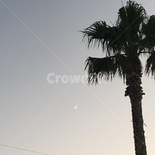 tree,나무,야자수,palmtree,제주,밤하늘,저녁하늘,달